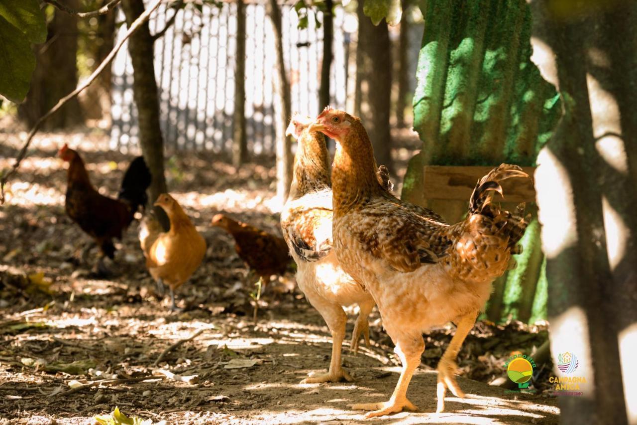 마르콘 Agriturismo Ai Carpini 빌라 외부 사진